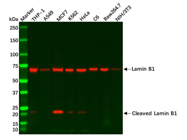 Recombinant Lamin B1 Antibody,Recombinant Lamin B1 Antibody
