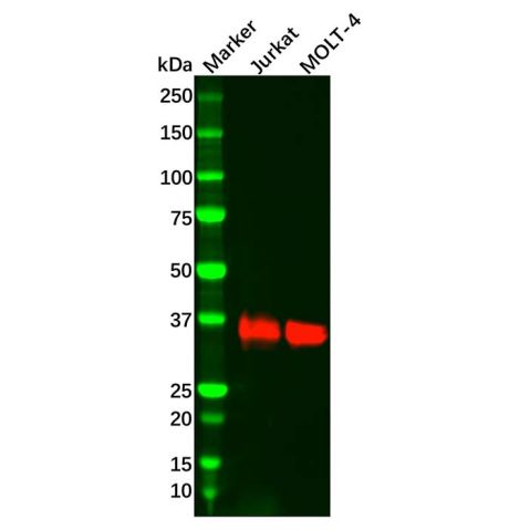 Recombinant LAT Antibody,Recombinant LAT Antibody