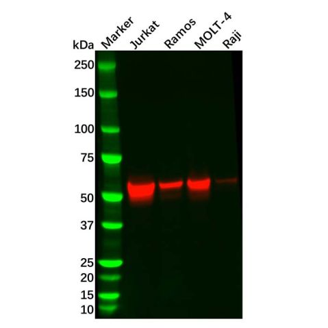 Recombinant Lck Antibody,Recombinant Lck Antibody