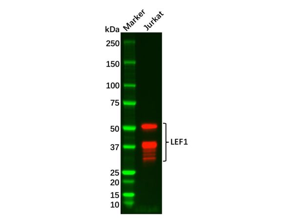 Recombinant LEF1 Antibody,Recombinant LEF1 Antibody