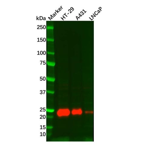 Lipocalin-2/NGAL Mouse mAb,Lipocalin-2/NGAL Mouse mAb