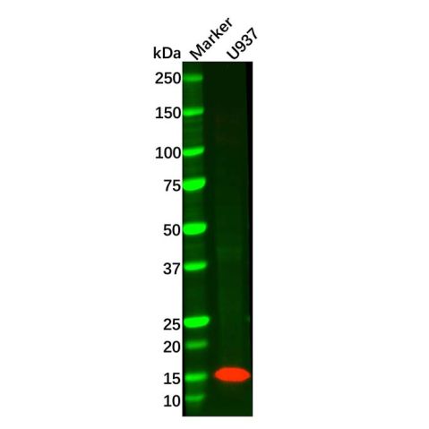 Recombinant Lysozyme Antibody,Recombinant Lysozyme Antibody