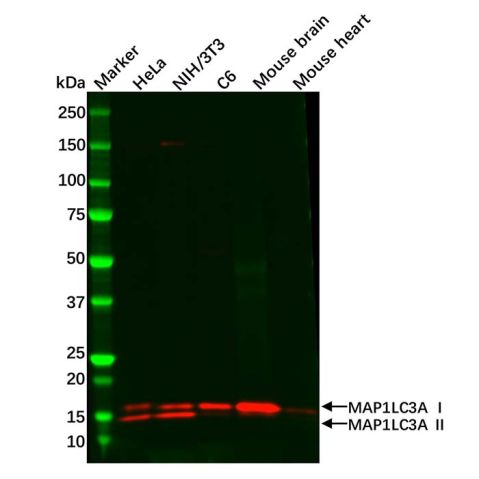 Recombinant MAP1LC3A Antibody,Recombinant MAP1LC3A Antibody