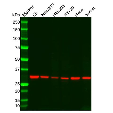 MAPRE1/EB1 Mouse mAb,MAPRE1/EB1 Mouse mAb