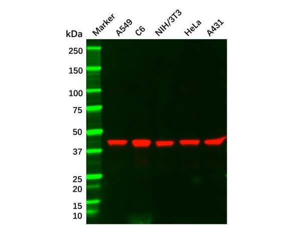 Recombinant MEK1 Antibody,Recombinant MEK1 Antibody