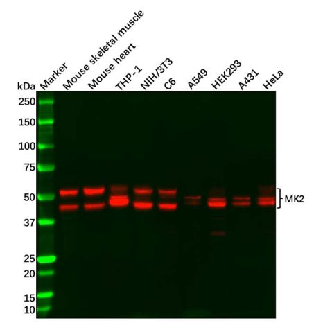 Recombinant MK2 Antibody,Recombinant MK2 Antibody