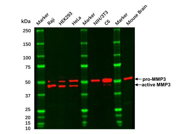 Recombinant MMP3 Antibody,Recombinant MMP3 Antibody