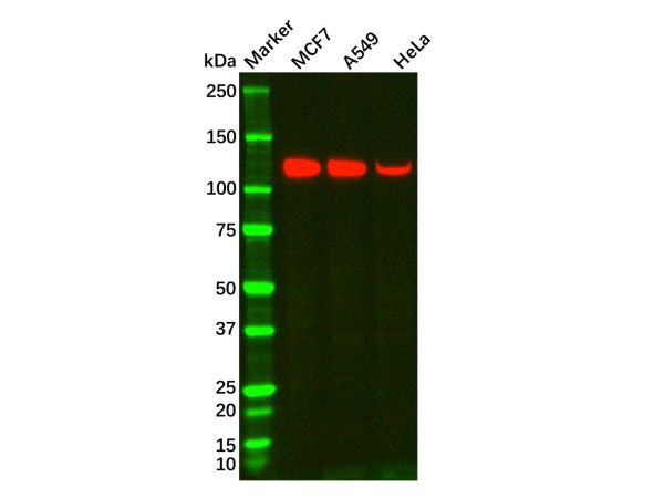 Recombinant MUC4 Antibody,Recombinant MUC4 Antibody