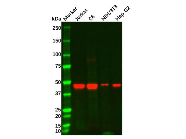 CD8 alpha Mouse mAb,NSE Mouse mAb