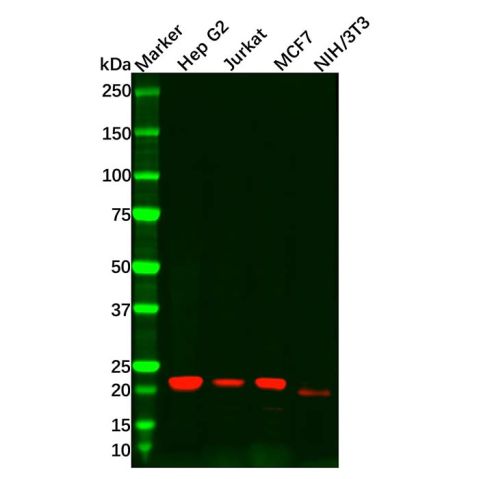 Recombinant Oncostatin M/OSM Antibody,Recombinant Oncostatin M/OSM Antibody