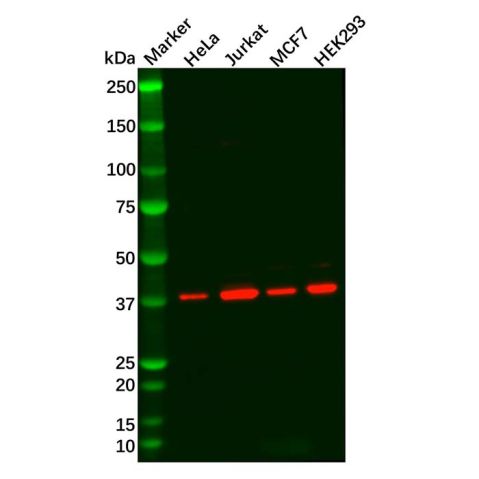 Recombinant p38 alpha/MAPK14 Antibody,Recombinant p38 alpha/MAPK14 Antibody