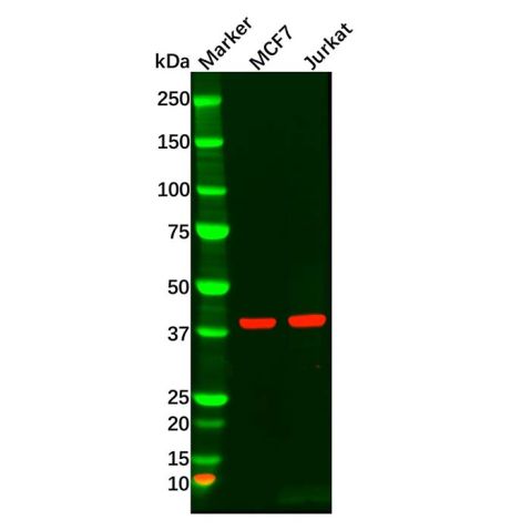 MAPK11 Antibody,MAPK11 Antibody