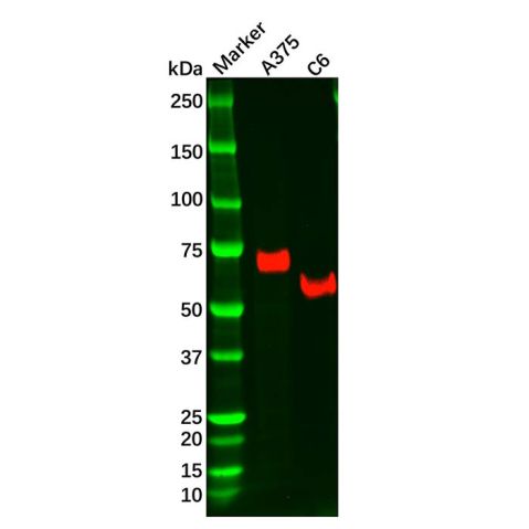 Recombinant NGFR Antibody,Recombinant NGFR Antibody