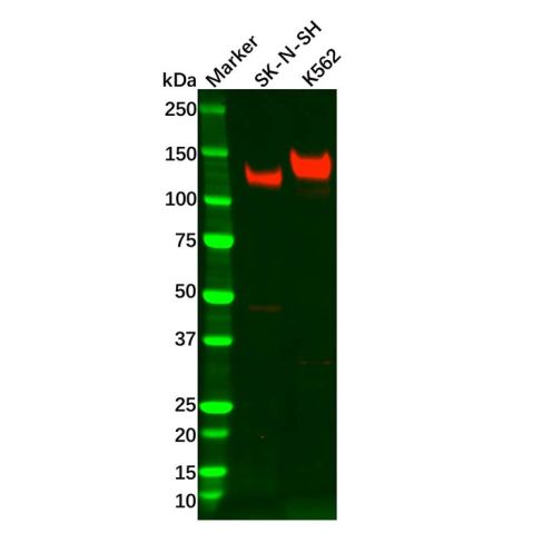 TrkA Antibody,TrkA Antibody