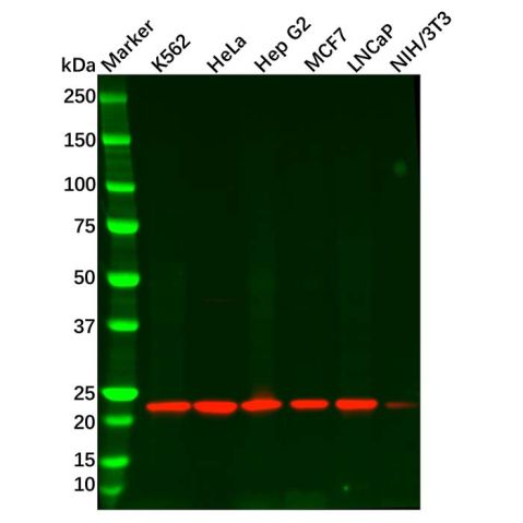 Recombinant Peroxiredoxin 2/PRP Antibody,Recombinant Peroxiredoxin 2/PRP Antibody