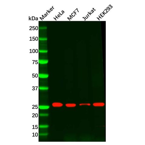 Recombinant Peroxiredoxin 6 Antibody,Recombinant Peroxiredoxin 6 Antibody