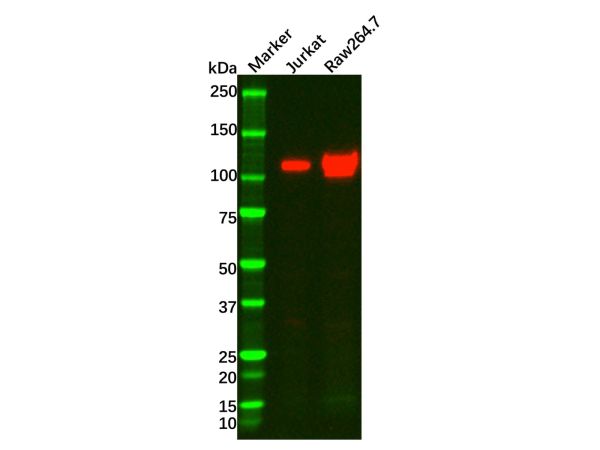 Recombinant PI 3 Kinase p110 delta Antibody,Recombinant PI 3 Kinase p110 delta Antibody