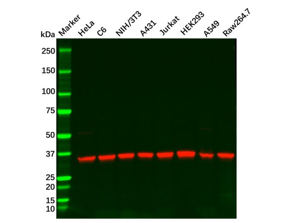 Recombinant PP2A alpha/beta Antibody,Recombinant PP2A alpha/beta Antibody