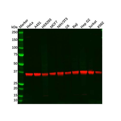 Recombinant PPP1CB Antibody,Recombinant PPP1CB Antibody