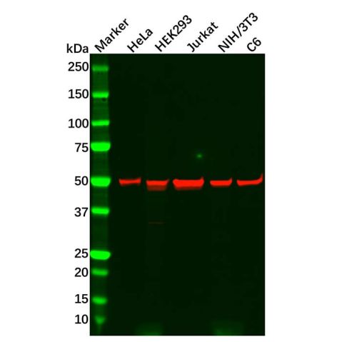 Recombinant PPP2R5E Antibody,Recombinant PPP2R5E Antibody