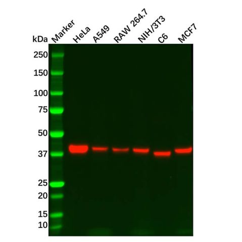 Recombinant PRAS40 Antibody,Recombinant PRAS40 Antibody