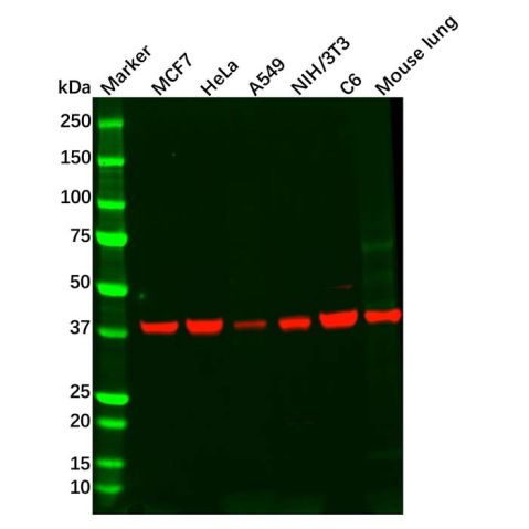 Recombinant PRKACG Antibody,Recombinant PRKACG Antibody