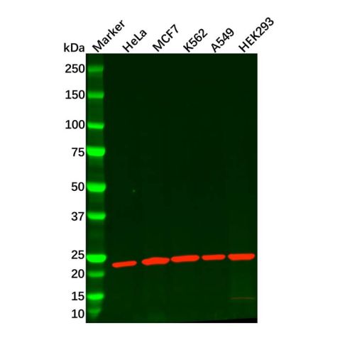 Proteasome 20S beta 6 Antibody,Proteasome 20S beta 6 Antibody