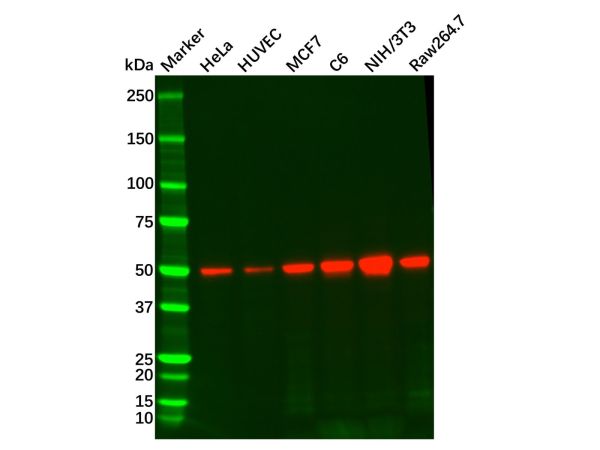 PTEN Mouse mAb,PTEN Mouse mAb