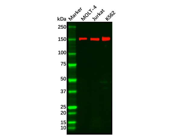 Recombinant Rad50 Antibody,Recombinant Rad50 Antibody