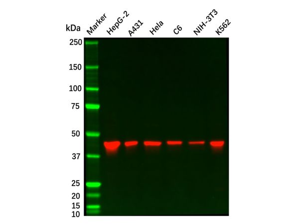 Recombinant SEC61A Antibody,Recombinant SEC61A Antibody