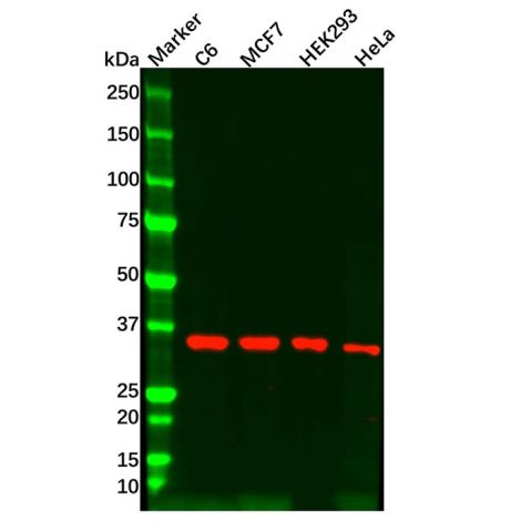 SFRP4 Mouse mAb,SFRP4 Mouse mAb