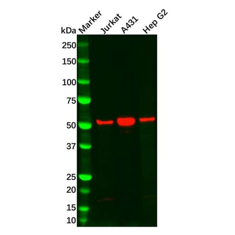 SGK1 Antibody,SGK1 Antibody