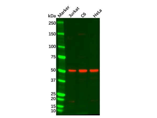 Recombinant SMAD3 Antibody,Recombinant SMAD3 Antibody