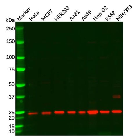 SOD2/MnSOD Antibody,SOD2/MnSOD Antibody