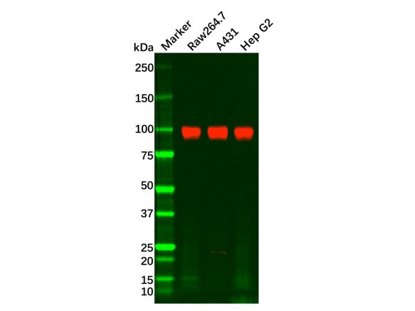 Recombinant ATP1A1 Antibody,Recombinant ATP1A1 Antibody