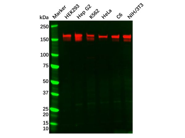 Recombinant SOS1 Antibody,Recombinant SOS1 Antibody