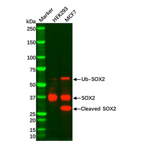 Recombinant SOX2 Antibody,Recombinant SOX2 Antibody