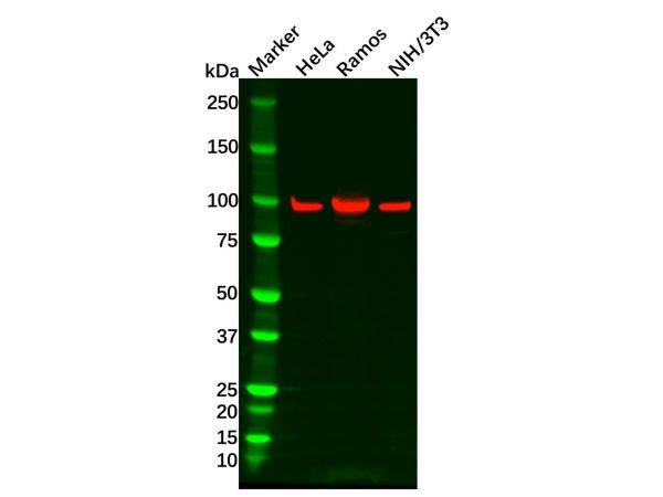 Recombinant STAT6 Antibody,Recombinant STAT6 Antibody