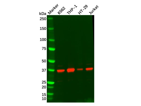 Recombinant STING Antibody,Recombinant STING Antibody