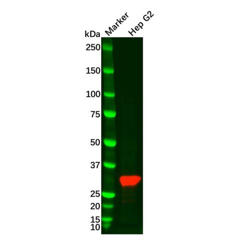 Recombinant SULT2A1 Antibody,Recombinant SULT2A1 Antibody