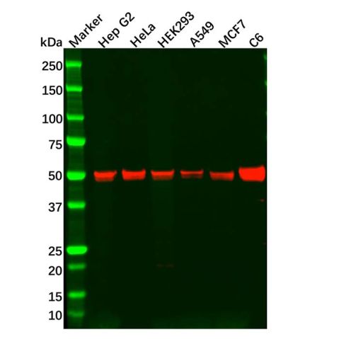 Recombinant TEF1/TEAD-1 Antibody,Recombinant TEF1/TEAD-1 Antibody