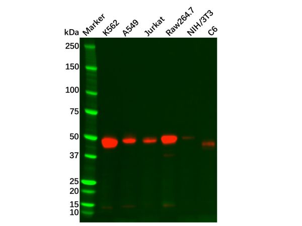 Recombinant TGF beta 1 Antibody,Recombinant TGF beta 1 Antibody