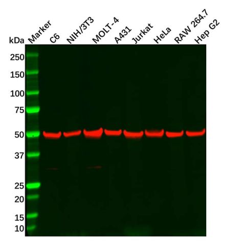 TGF beta Receptor I Antibody,TGF beta Receptor I Antibody