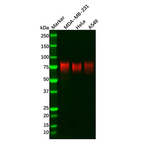 Recombinant TGF beta Receptor II Antibody,Recombinant TGF beta Receptor II Antibody