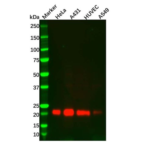 TIMP2 Mouse mAb,TIMP2 Mouse mAb