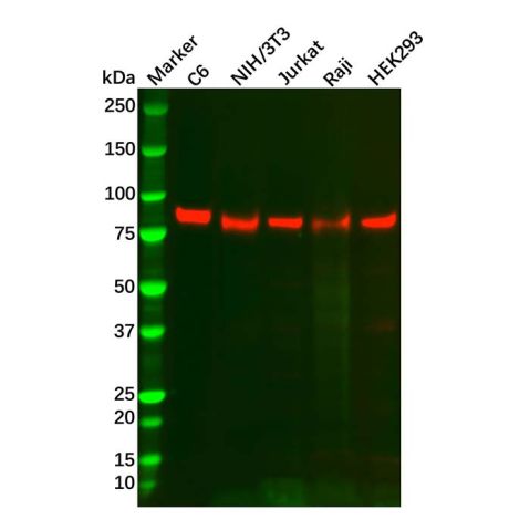 Recombinant TORC2 Antibody,Recombinant TORC2 Antibody