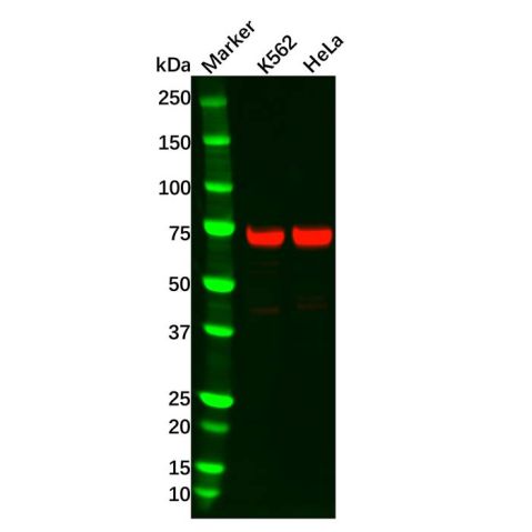 Recombinant TRIM25 Antibody,Recombinant TRIM25 Antibody