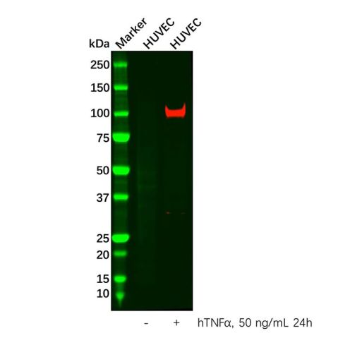 VCAM1 Antibody,VCAM1 Antibody