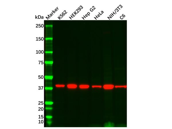 Recombinant Wnt16 Antibody,Recombinant Wnt16 Antibody