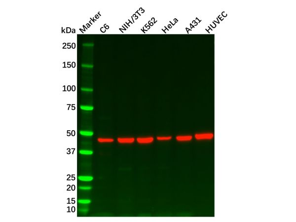 Recombinant Wnt2b Antibody,Recombinant Wnt2b Antibody